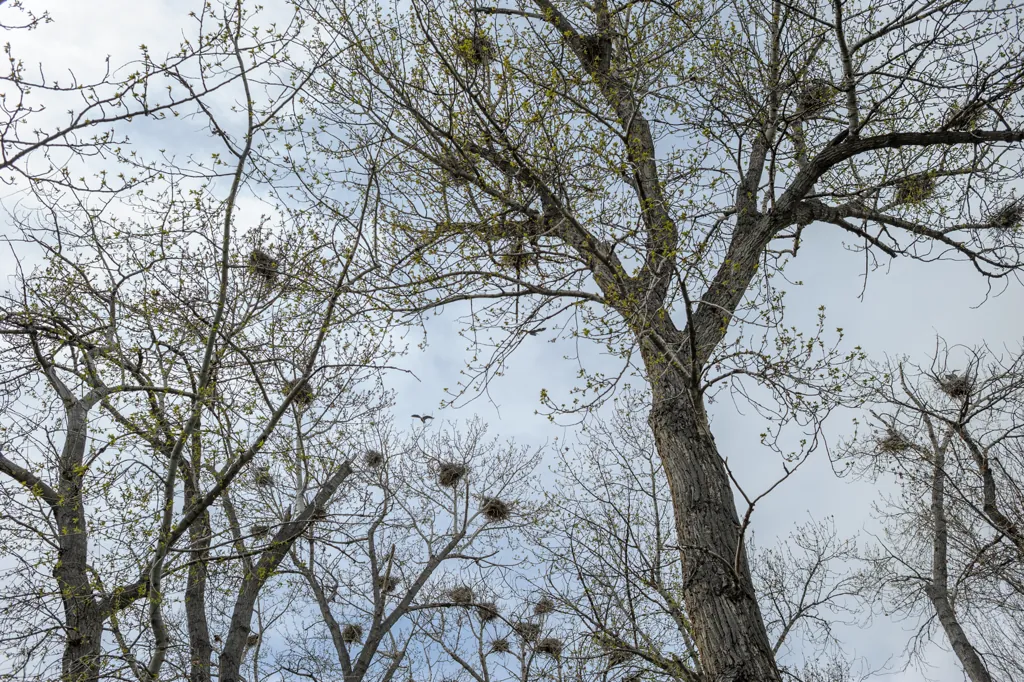 Spring rookery