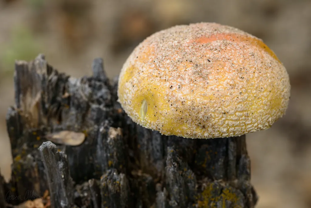 Mushroom sorbet