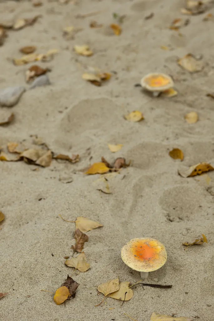 Mushroom cleaning service