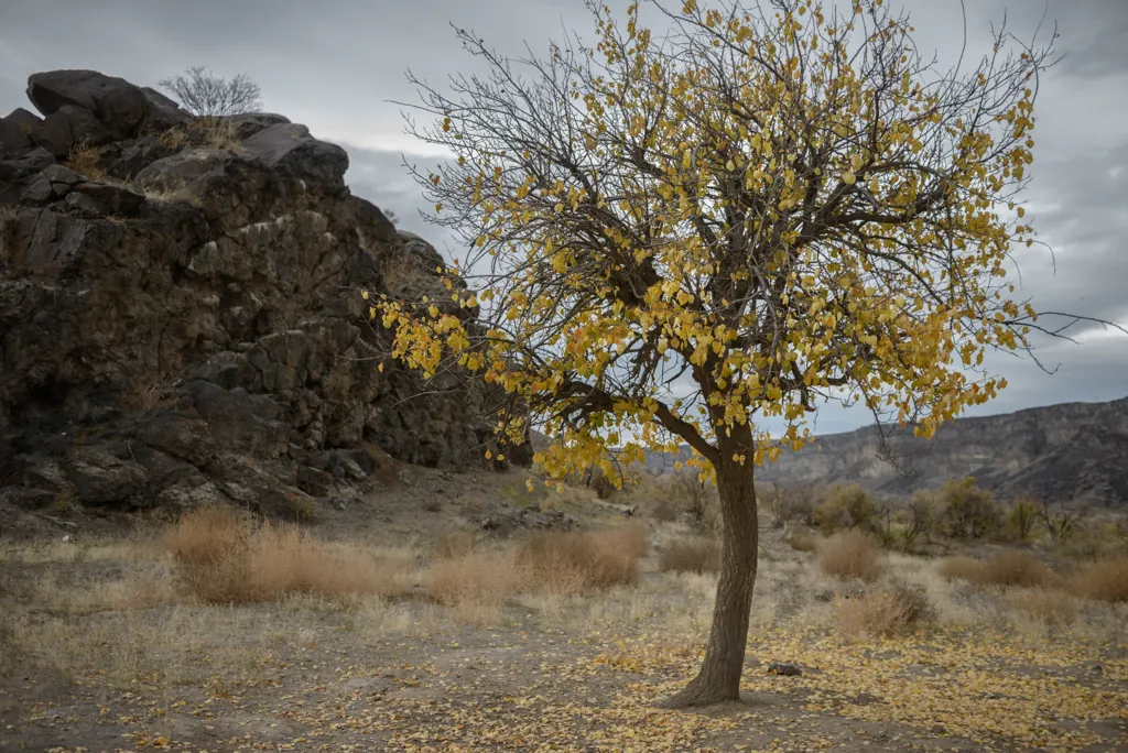 Fruit tree