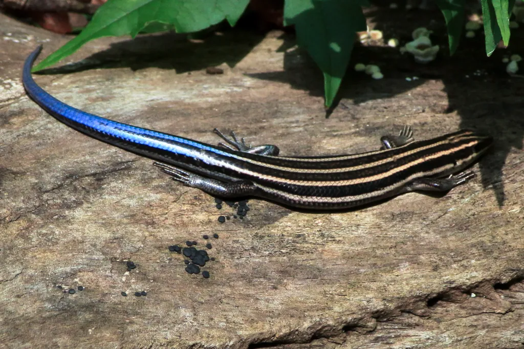 Skink (photo by Brent Moore¹)