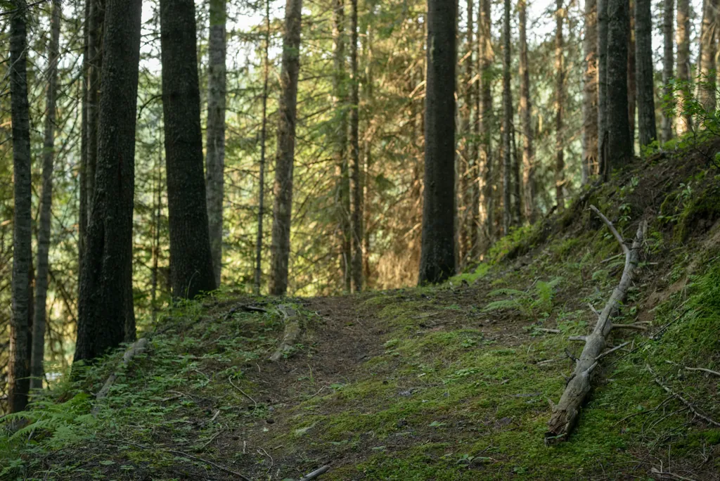 Dead men in a forest