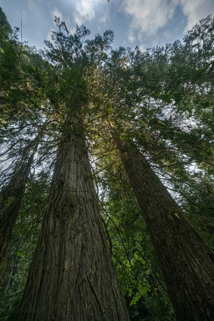 Mighty cedars