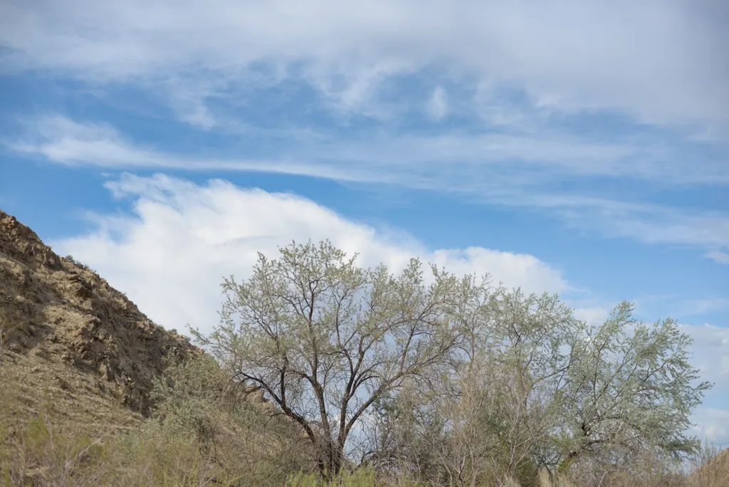 Reynolds riparian