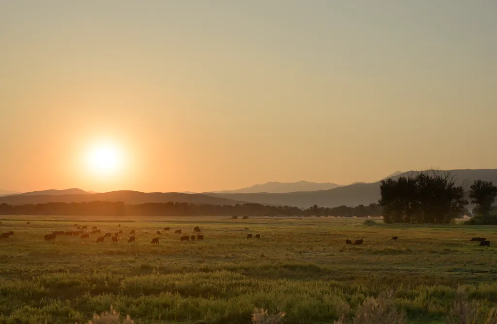 Cows