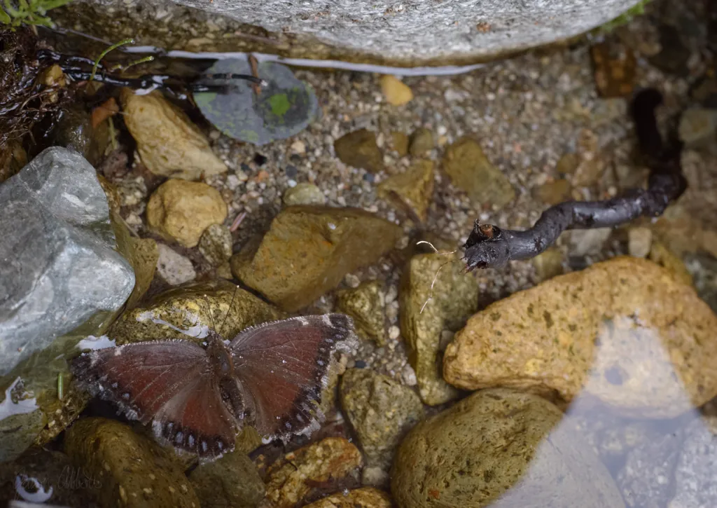 Last metamorphosis