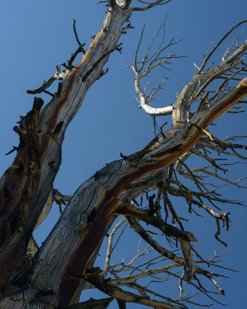 Old branches