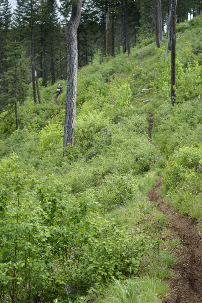 James Dewey Trail