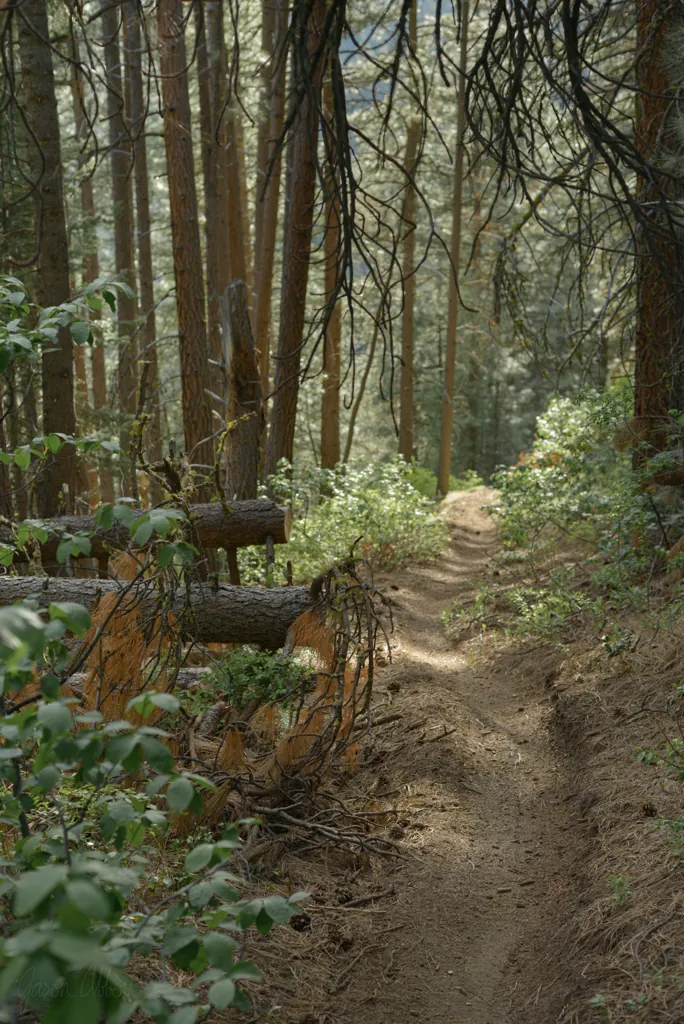 Fun in the woods