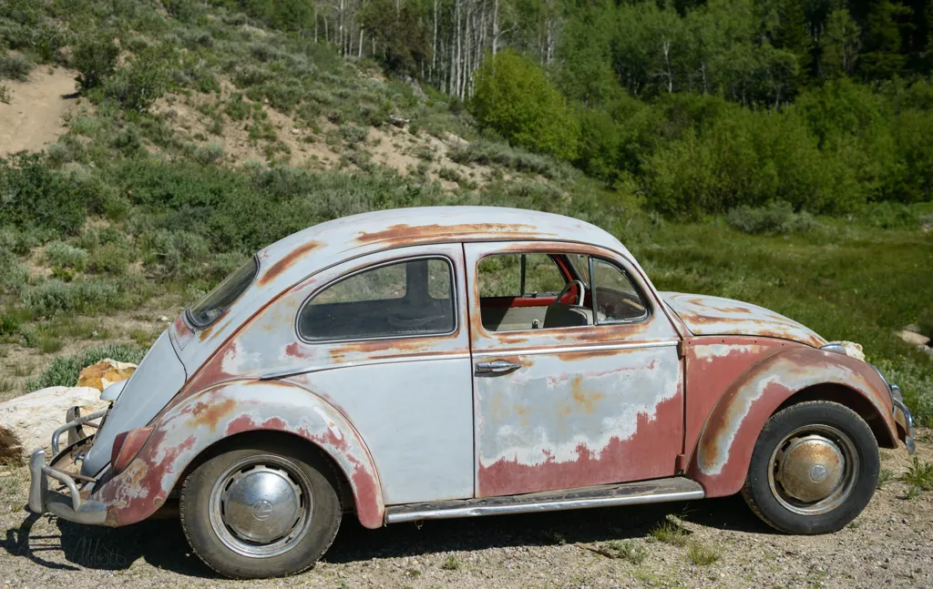 Campground Beetle