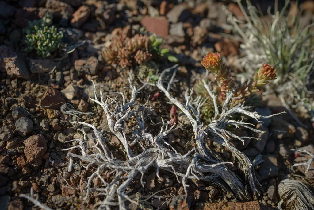 Petite plants