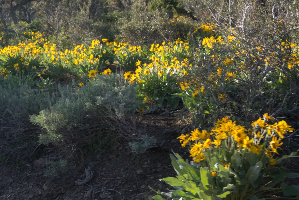 Yellow flowers (photo by Brenna)
