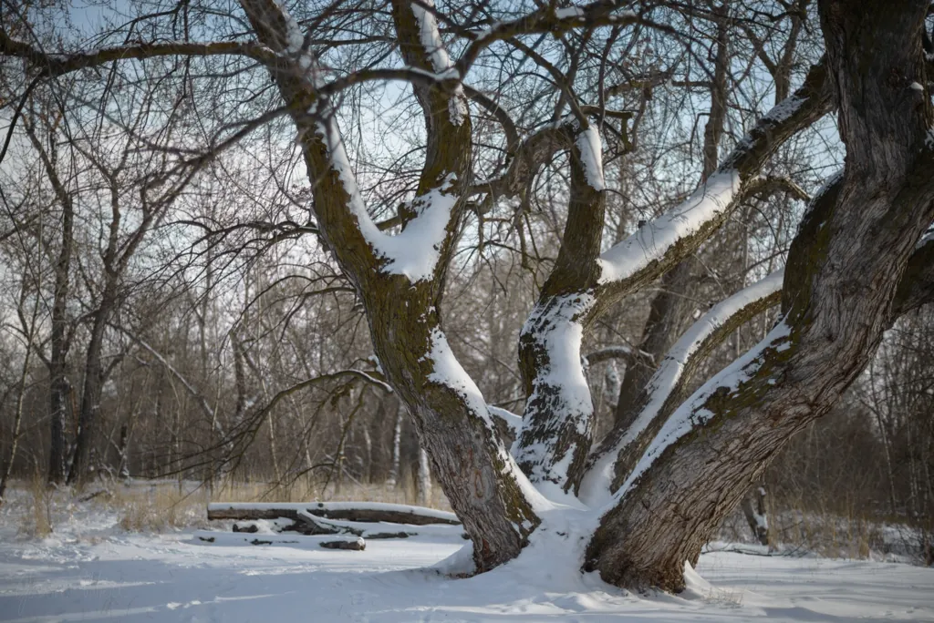 “Her” tree, she calls it