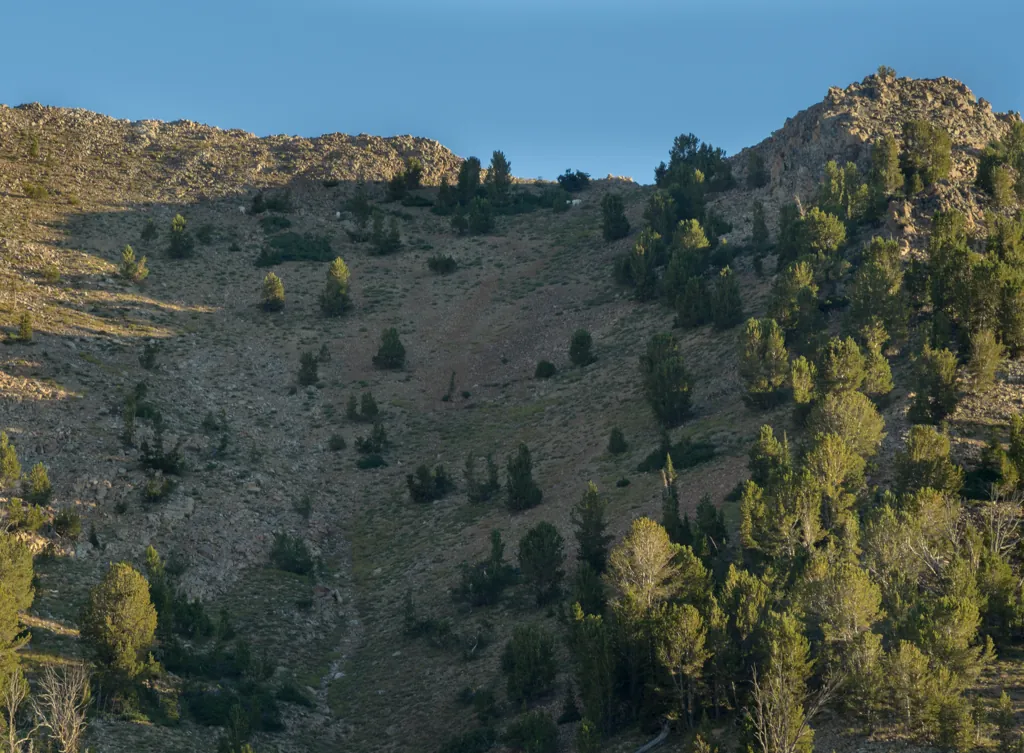 Mountain goats