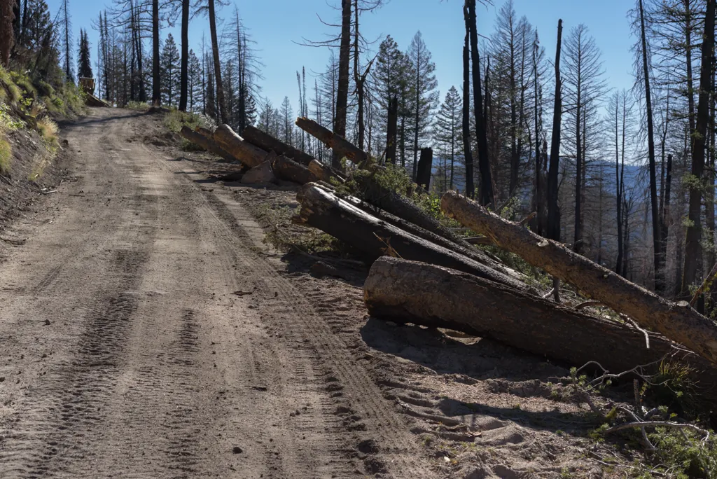 Salvage logging