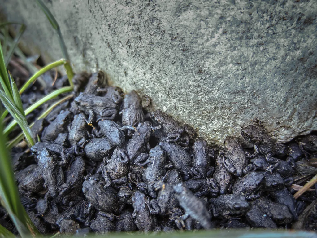 Frog pile*
