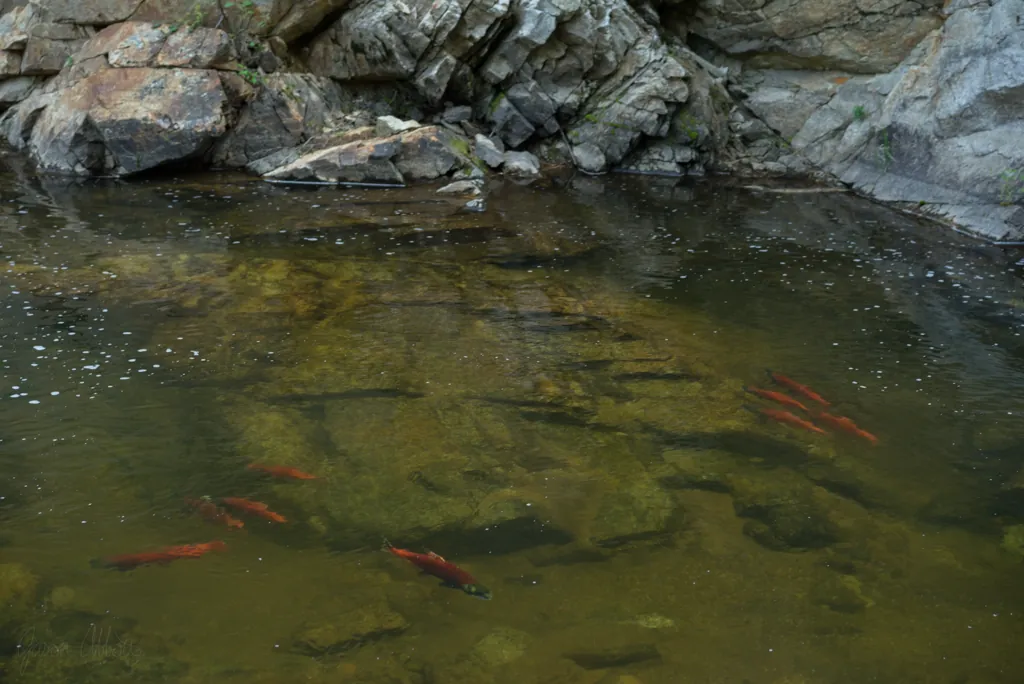 Spawning