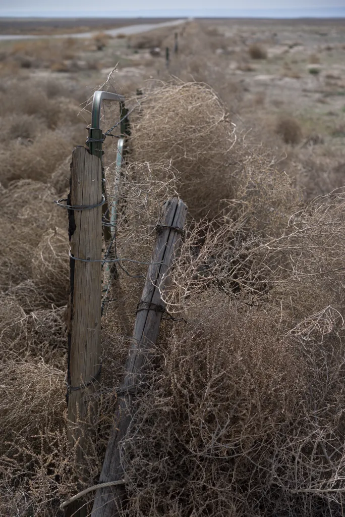 Piled along the fence