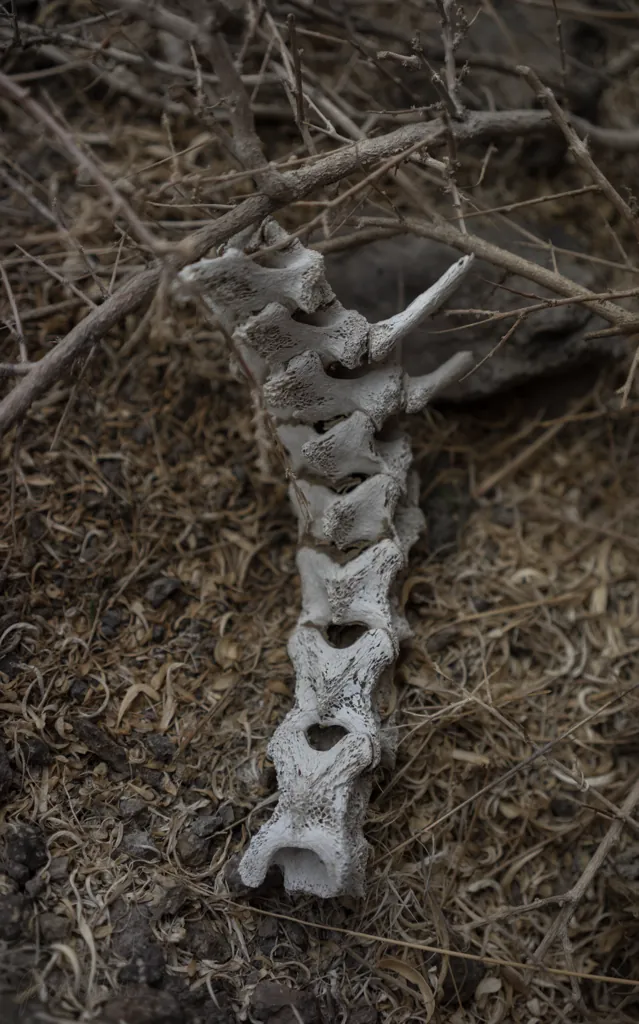 Backbone