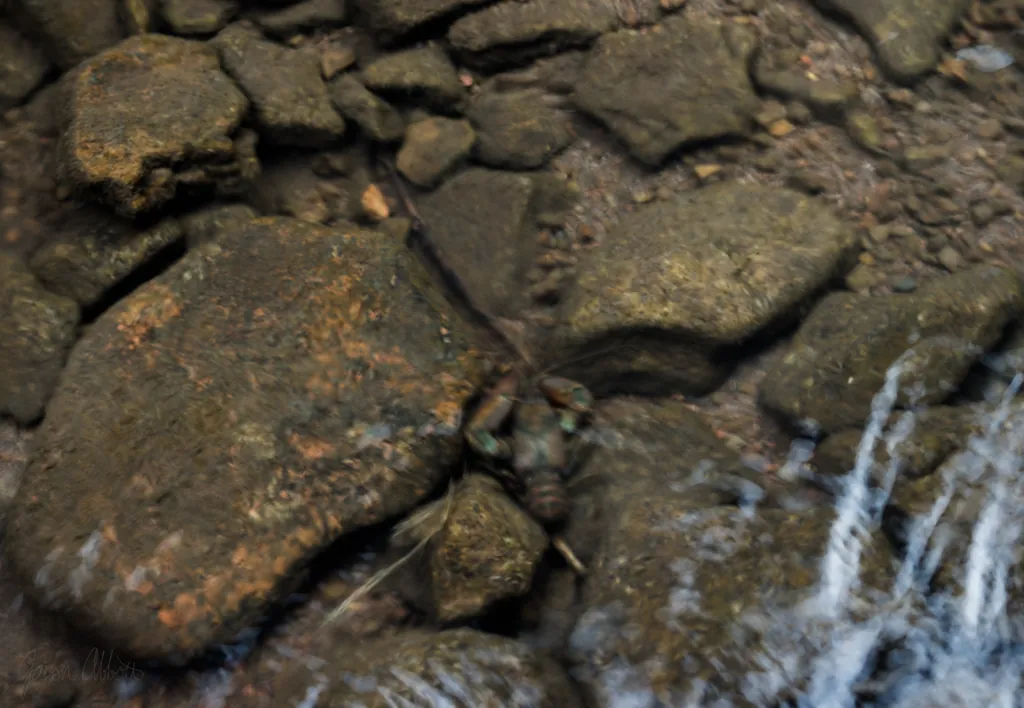 Crawdad