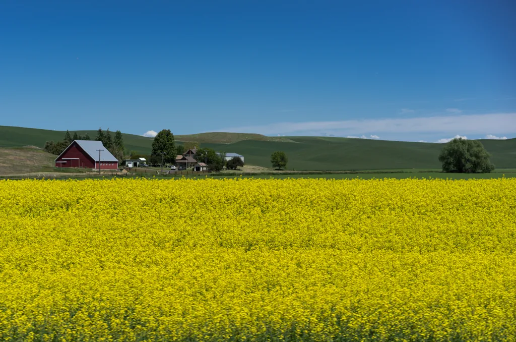Rapeseed bloom