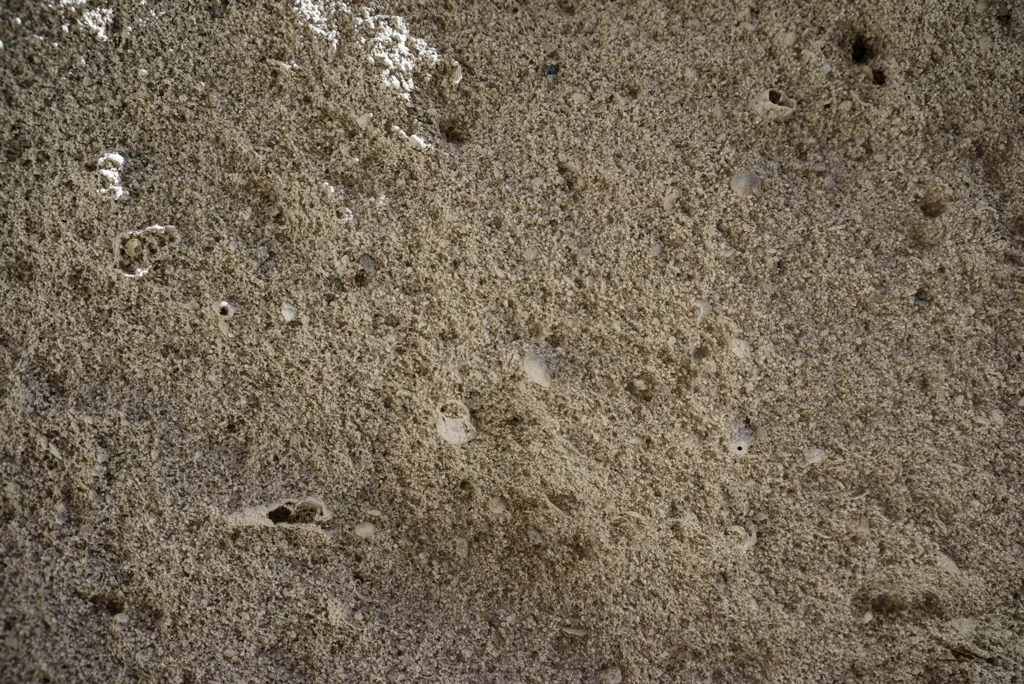 Fossils