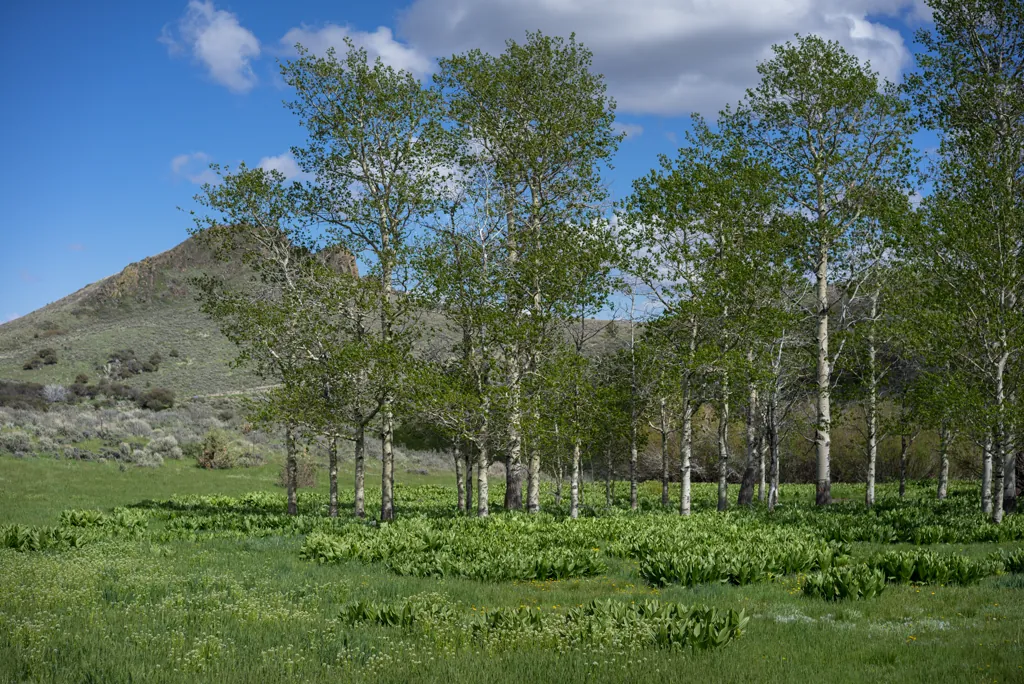 Desert aspens