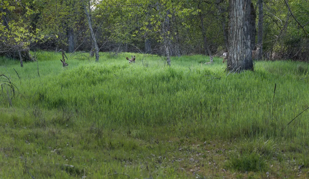 Seven deer