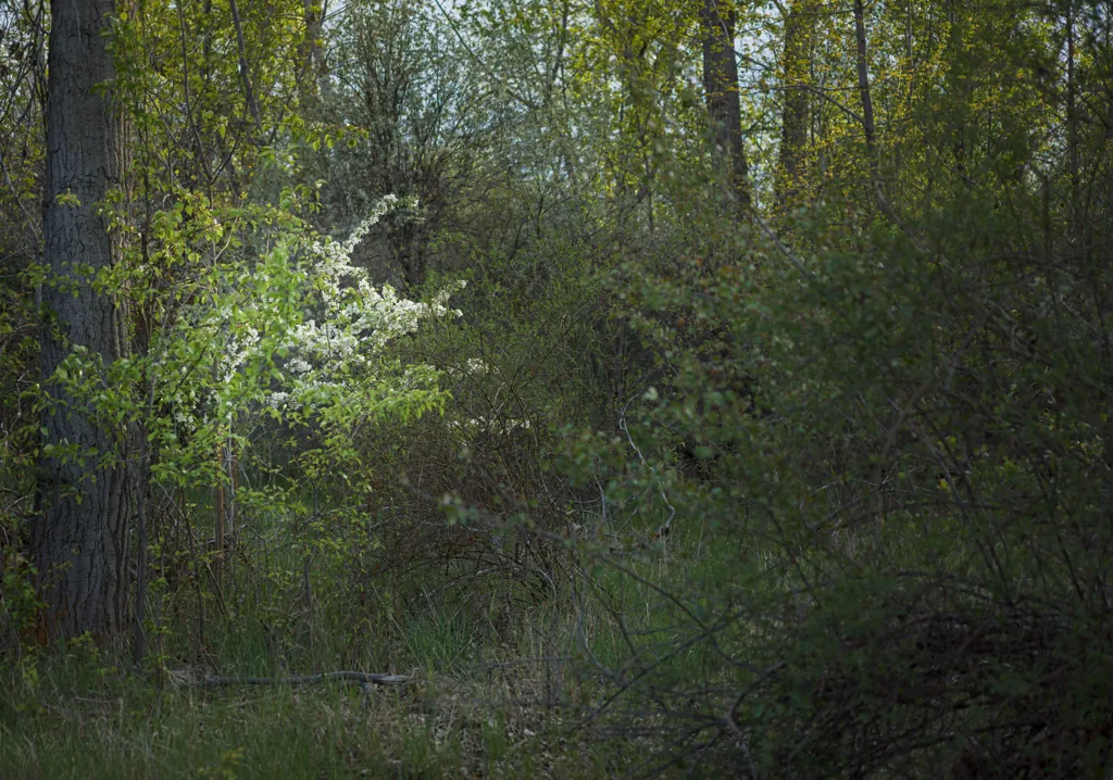 Punctum