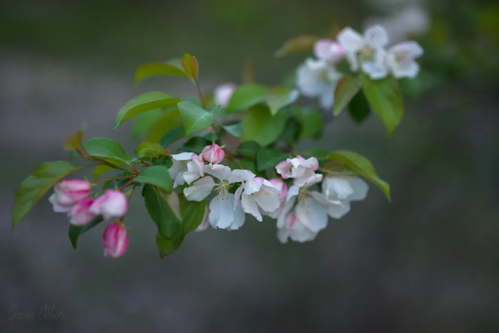 First blush