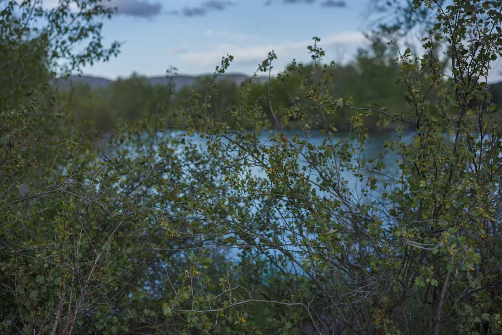 Thicket