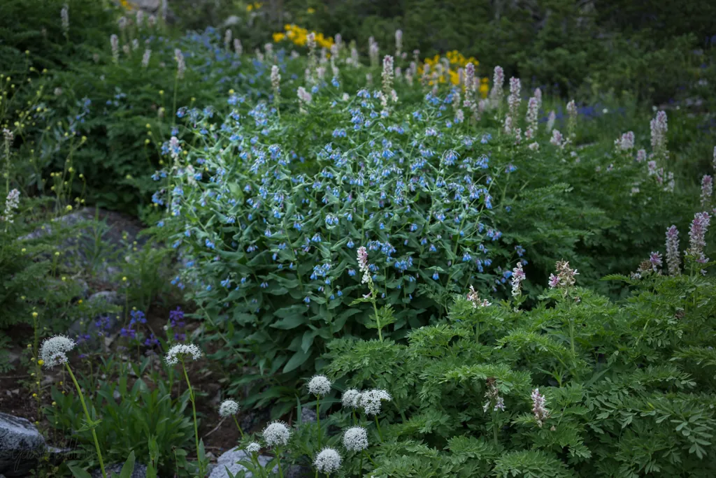 Flower garden