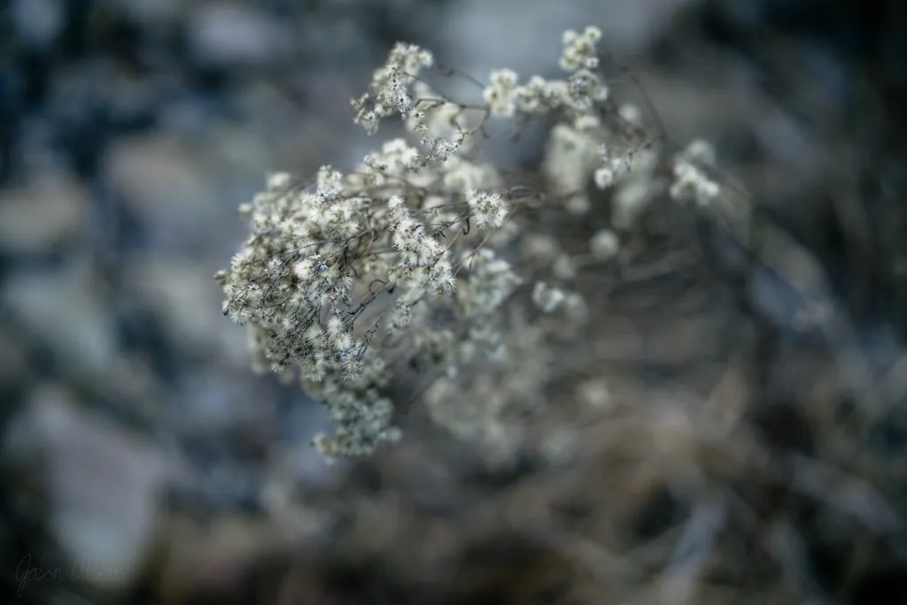 You say 暈け I say bokeh