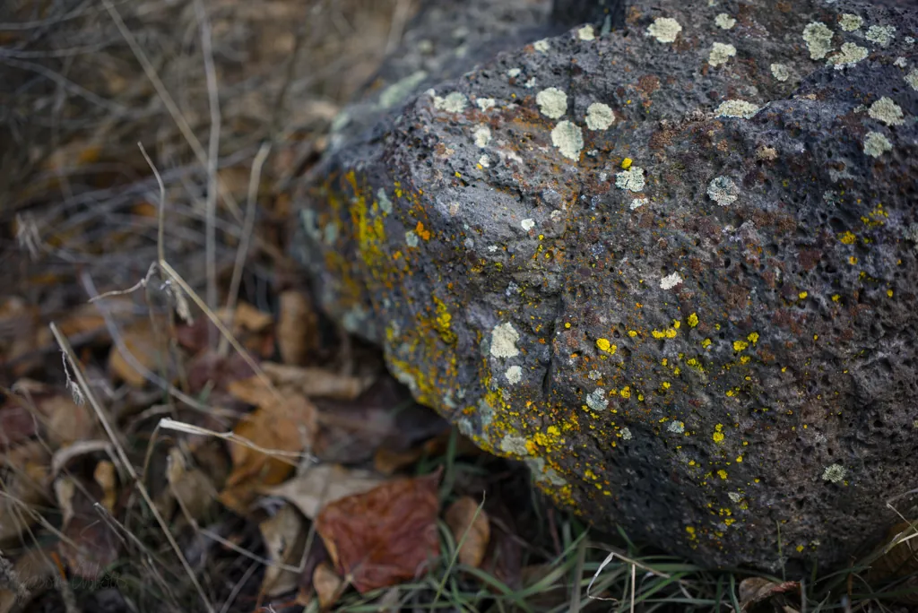 Hi-viz lichen
