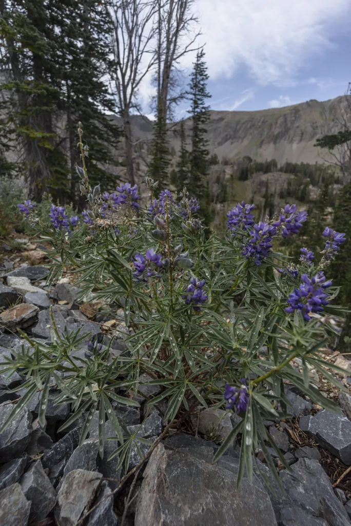 Lupine