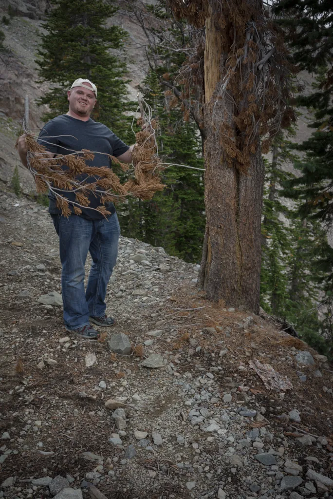 Gathering wood