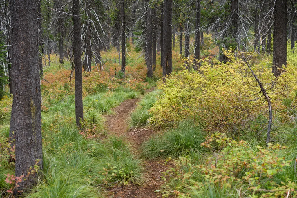 Yellow leaf road