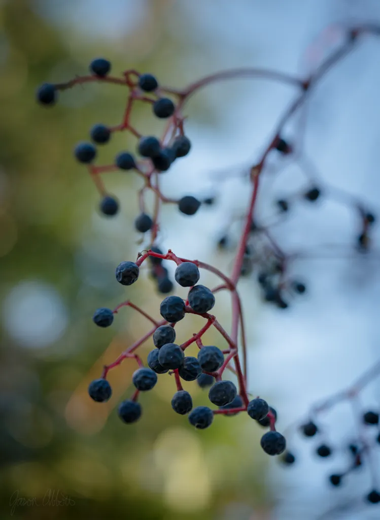 Dried fruit