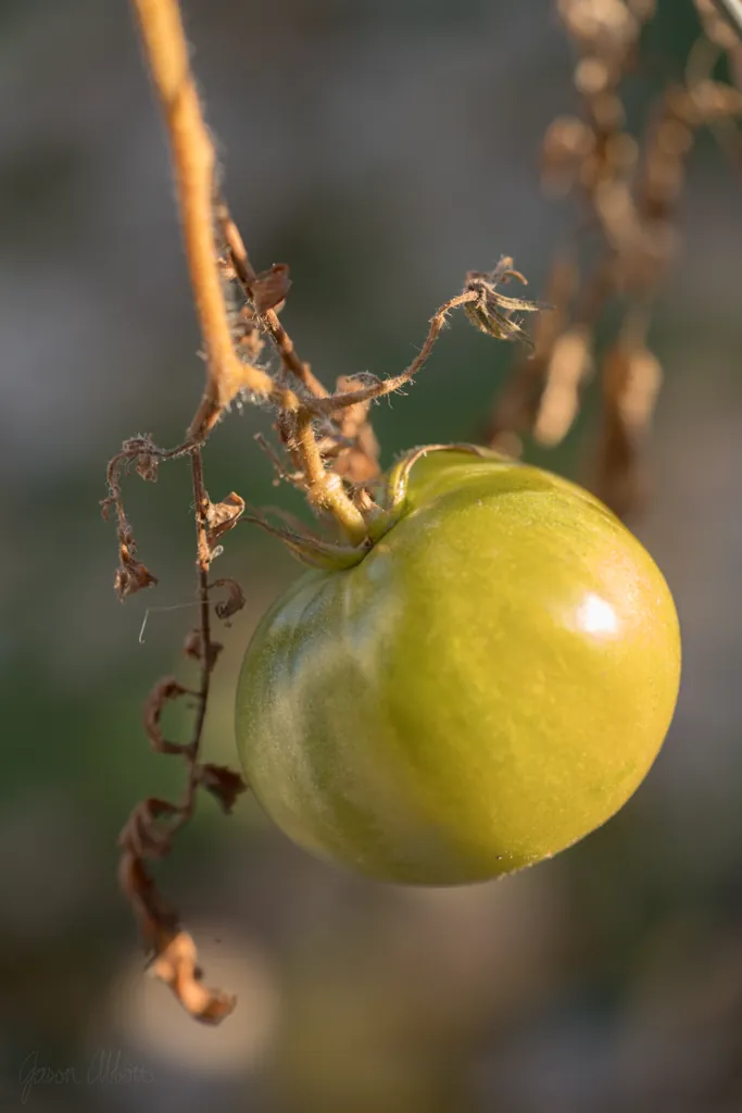 Salsa