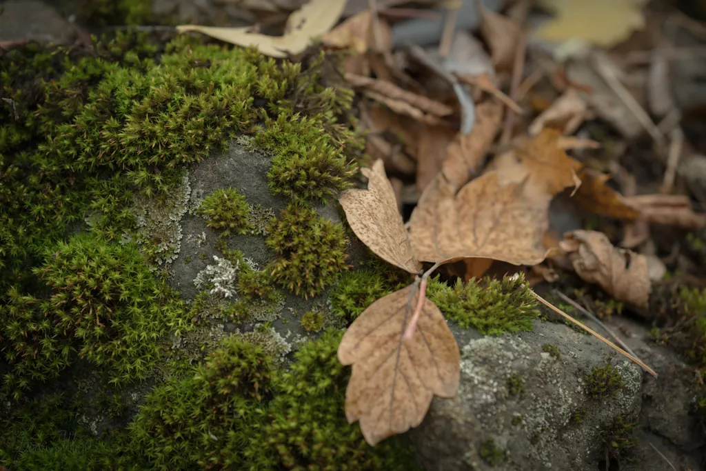 Impermanence