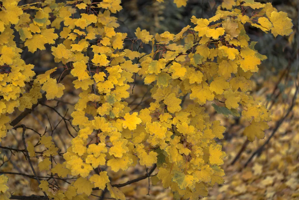 Fractal