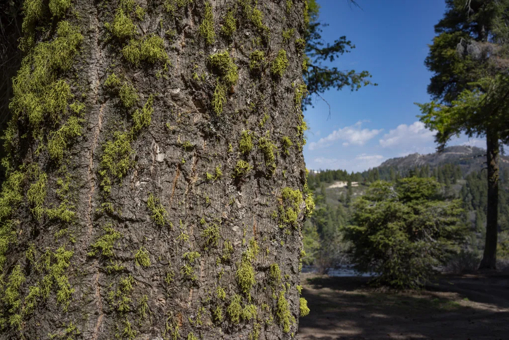 Tree beard