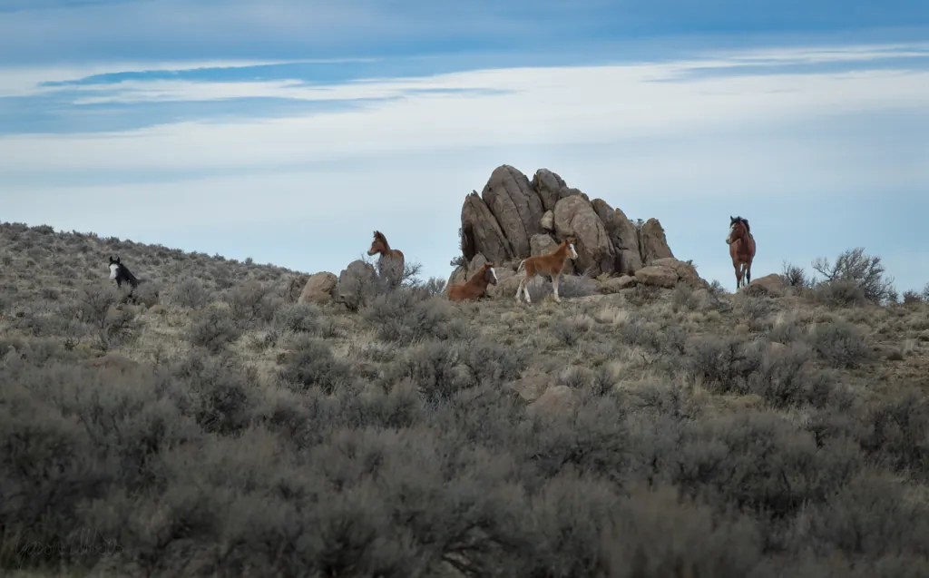 Wild horses