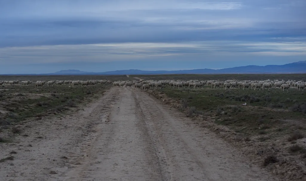 Sheep in the way