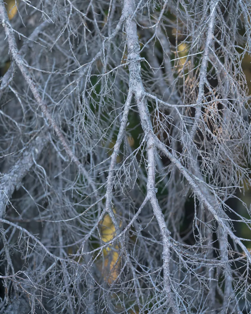 Beautiful bones