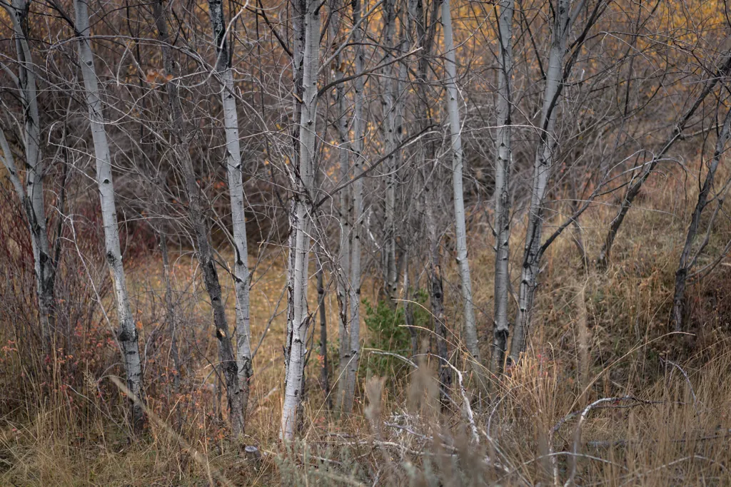 Little copse
