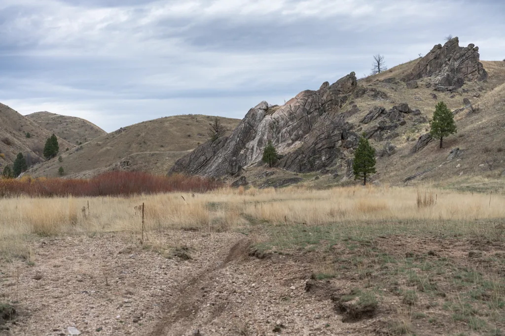 Desert meadow