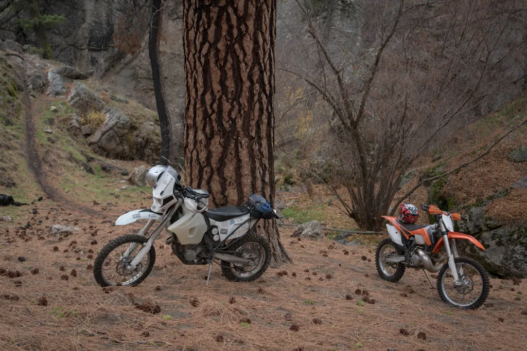 Big tree parking