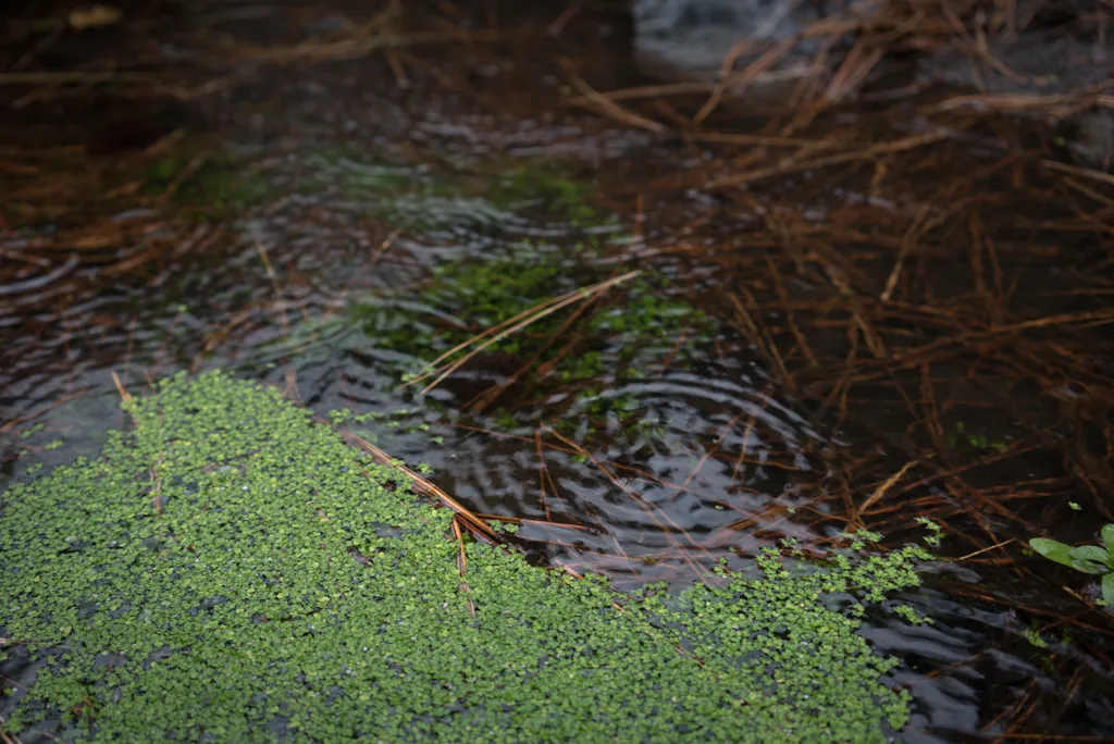Raindrops