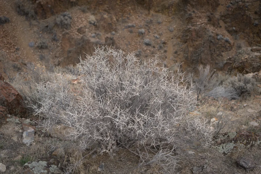 Moon bush